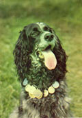 Rysk Spaniel