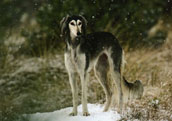 Saluki