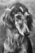 Saluki