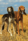 Saluki