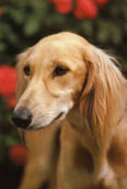 Saluki