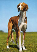 Saluki