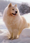 Samojed