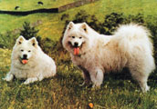 Samojed