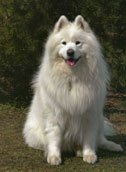 Samojed
