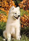 Samojed