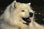 Samojed