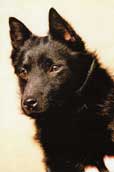 Schipperke