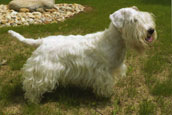 Sealyhamterrier