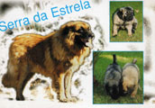 Estrela Mountain Dog