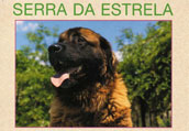 Estrela Mountain Dog