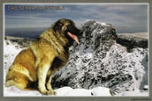 Estrela Mountain Dog