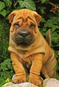 Shar-Pei