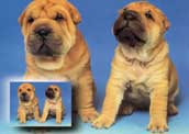 Shar-Pei