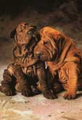 Shar-Pei