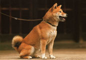 Shiba