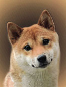 Shiba