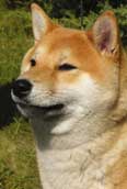 Shiba