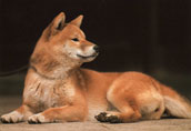 Shiba