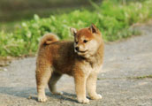 Shiba
