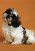 Shih-Tzu