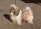 Shih-Tzu