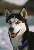 Siberian Husky