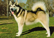 Siberian Husky