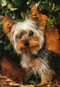 Silky Terrier