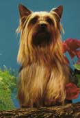 Silky Terrier