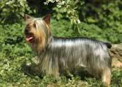Silky Terrier