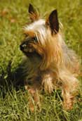 Silky Terrier
