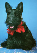 Skotsk Terrier