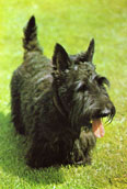 Skotsk Terrier