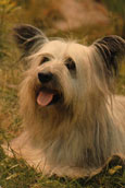 Skyeterrier