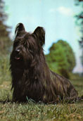 Skyeterrier