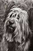 Skyeterrier