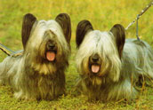 Skyeterrier