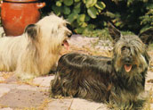 Skyeterrier
