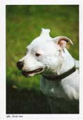 Staffordshire Bullterrier