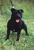 Staffordshire Bullterrier