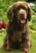 Sussex Spaniel