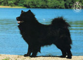 Sv. Lapphund