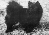 Sv. Lapphund