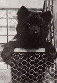 Sv. Lapphund