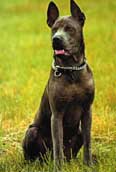 Thai Ridgeback Dog