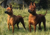 Thai Ridgeback Dog