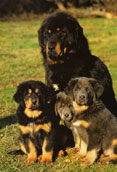 Tibetansk Mastiff