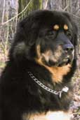Tibetansk Mastiff
