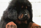 Tibetansk Mastiff